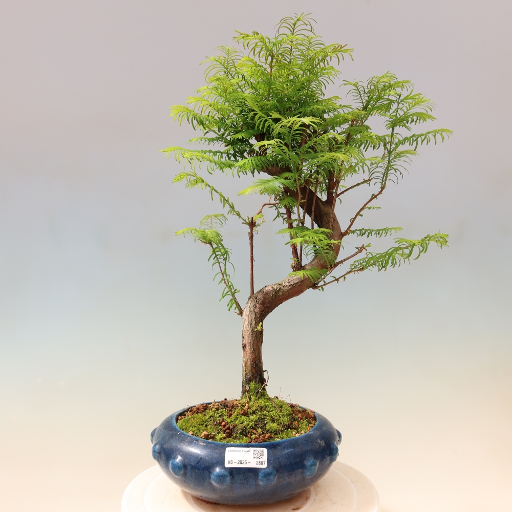 Outdoor bonsai - Metasequoia glyptostroboides - Chinese Metasequoia