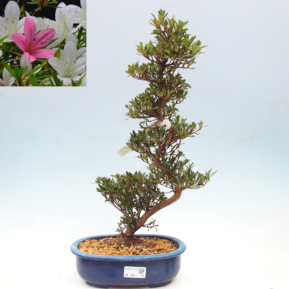 Outdoor bonsai - Japanese Azalea - Azalea Hakurin