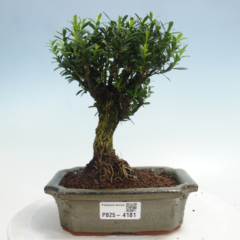 Room bonsai - Buxus harlandii - cork buxus