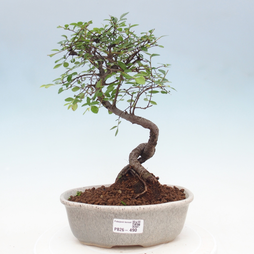 Room bonsai - Ulmus parvifolia - Small-leaved elm