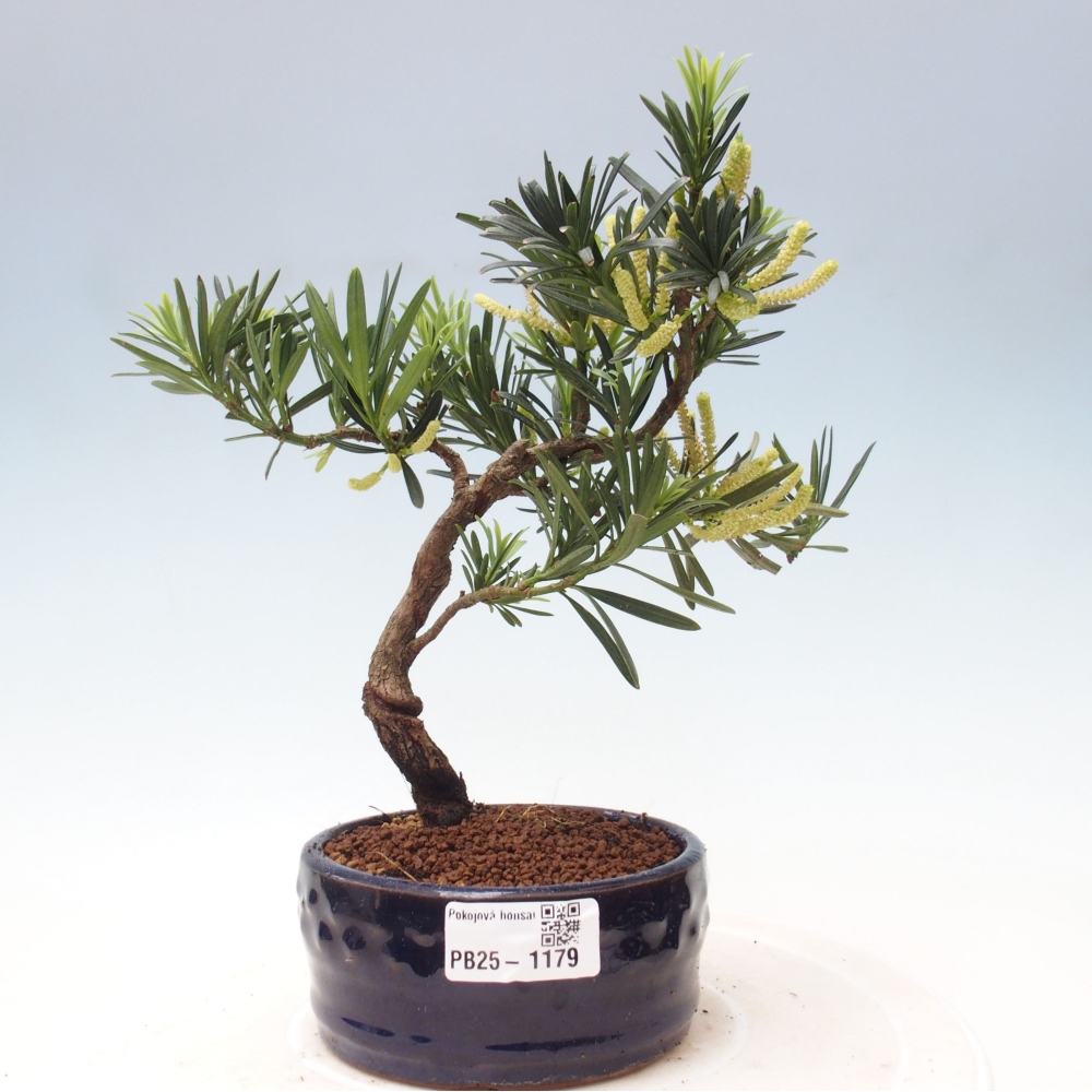 Indoor bonsai - Podocarpus - Stone thous