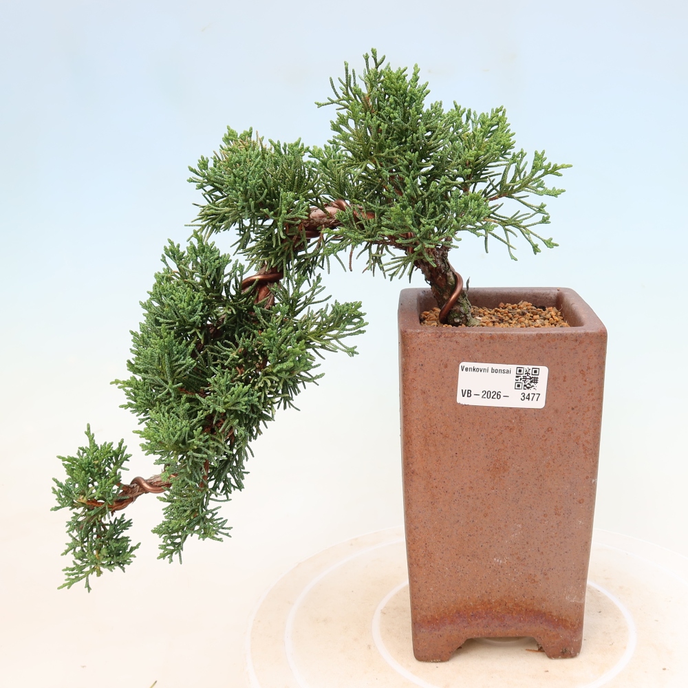 Outdoor bonsai - Juniperus chinensis Kishu