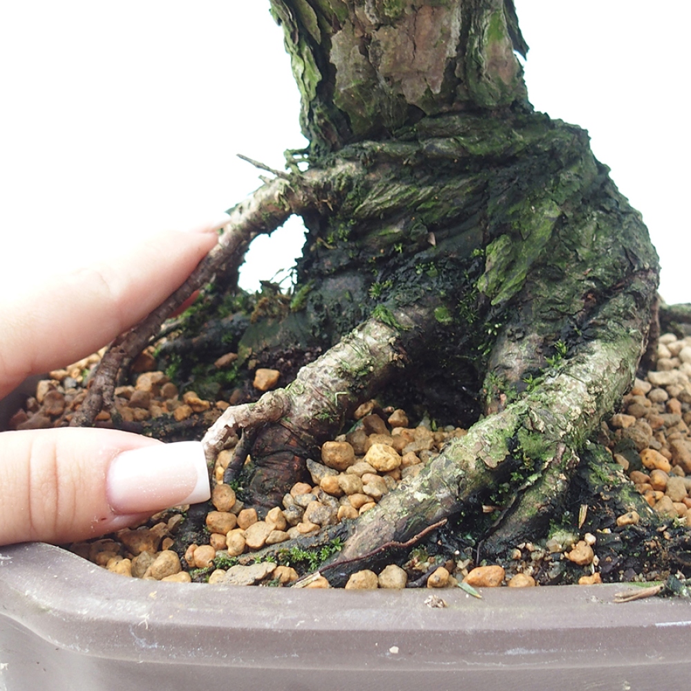 Outdoor bonsai - Pinus thunbergii Kotobuki - Thunberg pine