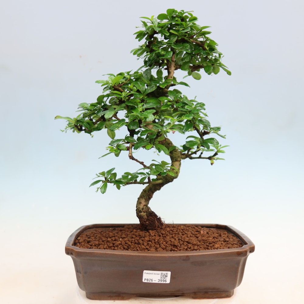 Room bonsai - Carmona macrophylla - Tea fuki
