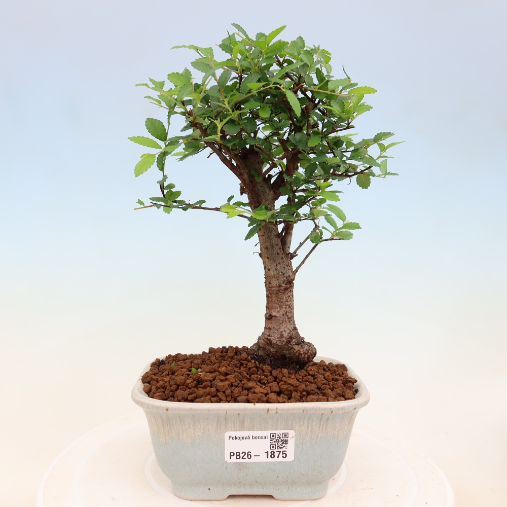 Room bonsai - Ulmus parvifolia - Small-leaved elm