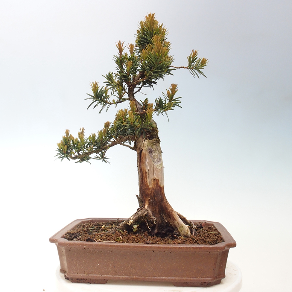 Outdoor bonsai - Taxus cuspidata - Japanese yew