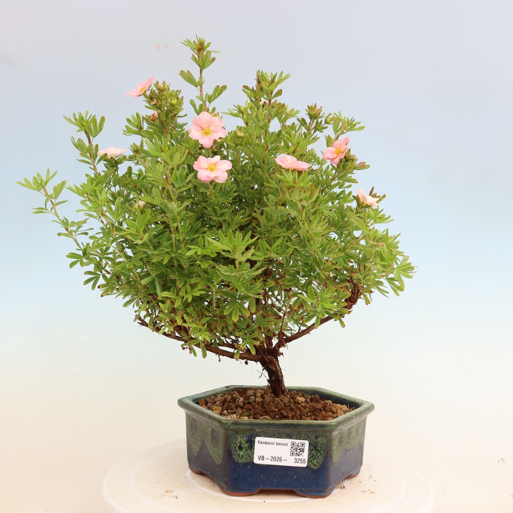 Outdoor Bonsai—Shrubby Cinquefoil—Potentilla fruticosa 'Bellissima'