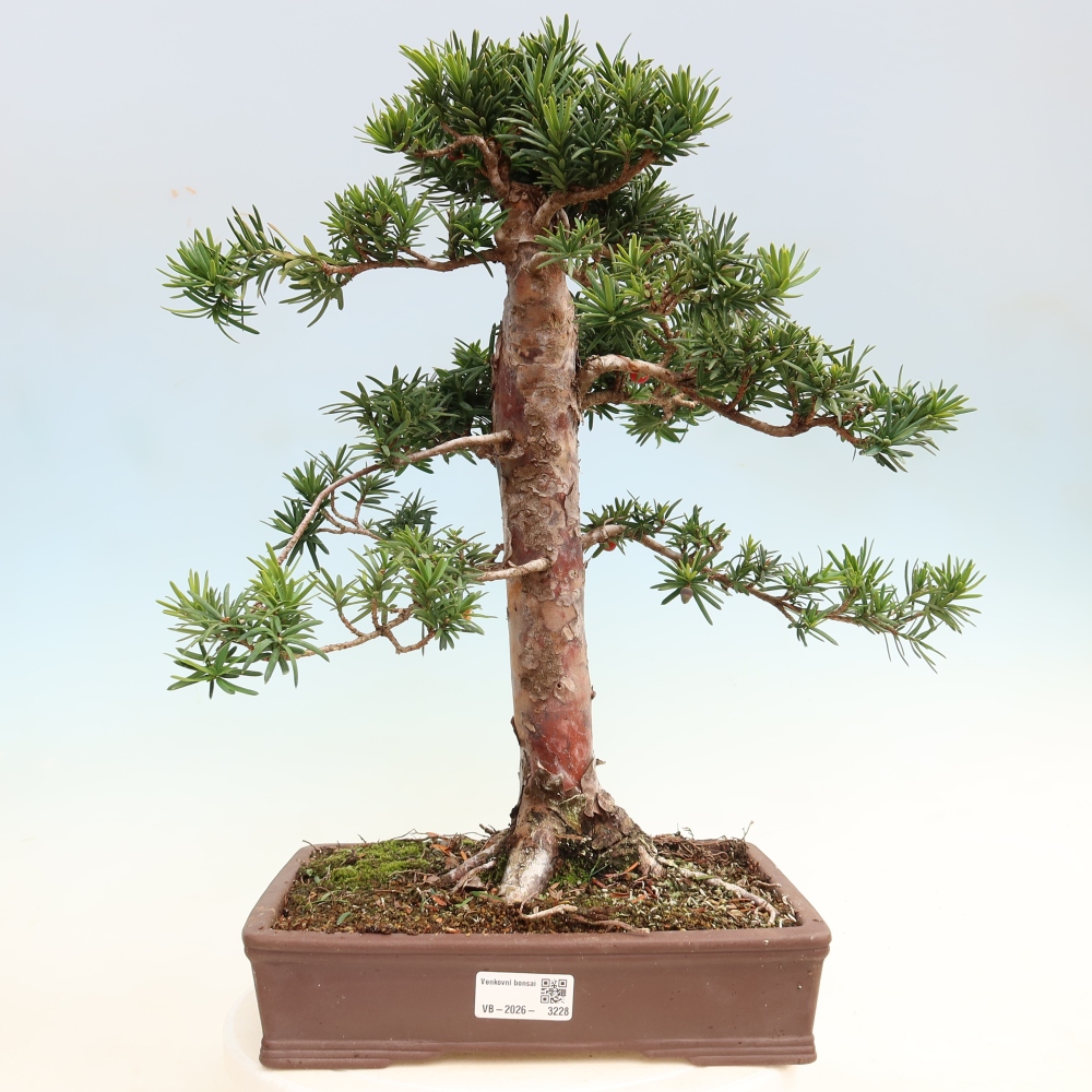 Outdoor Bonsai - Taxus cuspidata  - Japanese Yew