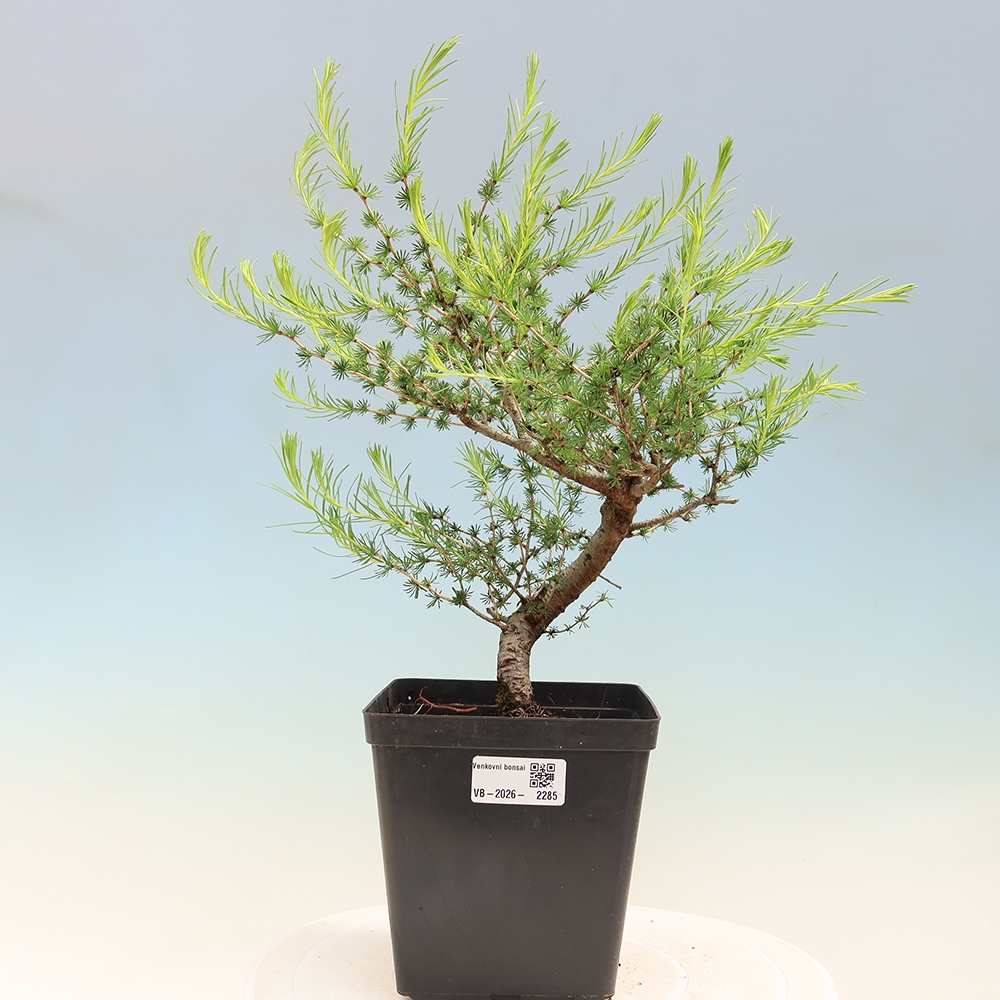 Outdoor bonsai -Larix decidua - Larch