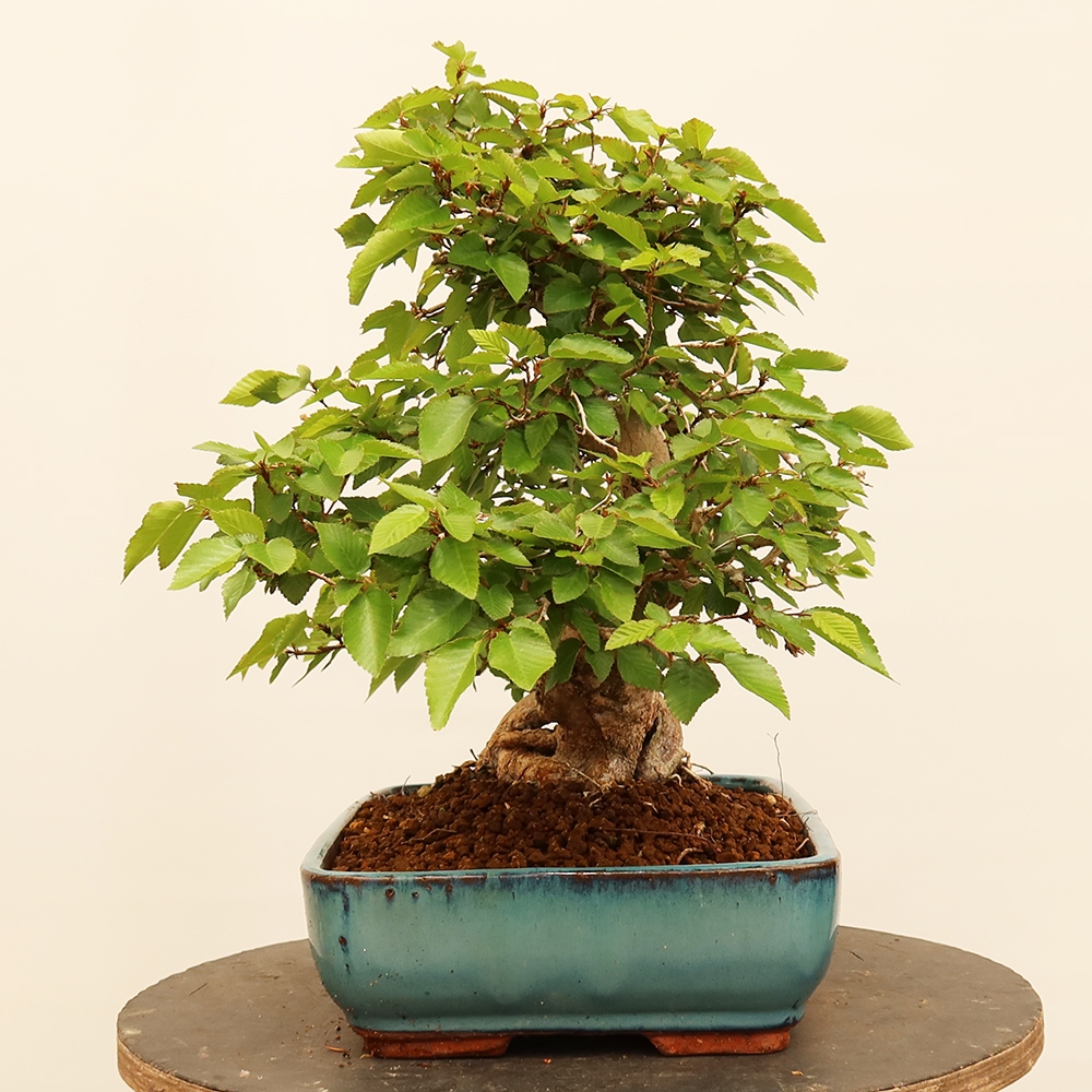 Outdoor bonsai - Carpinus Coreana - Korean hornbeam