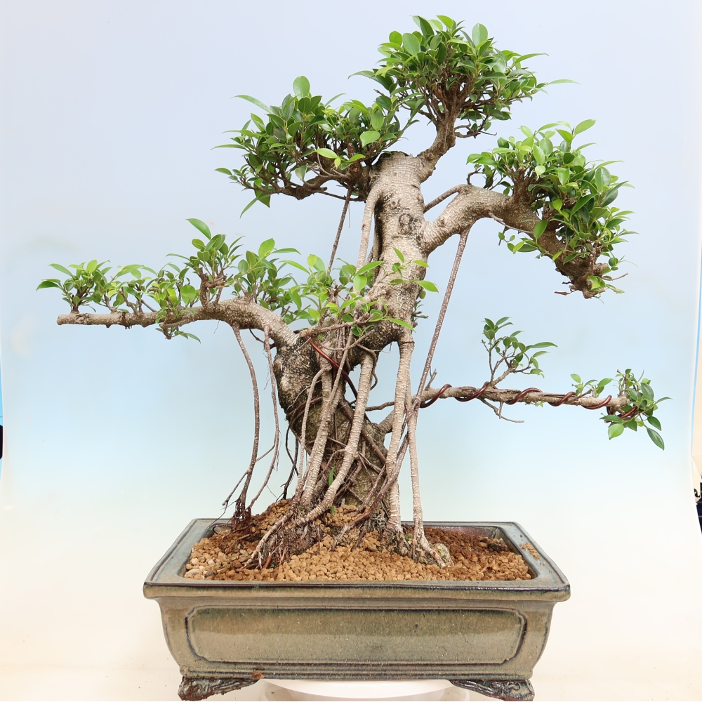 Room bonsai - Ficus kimmen - small-leaved ficus