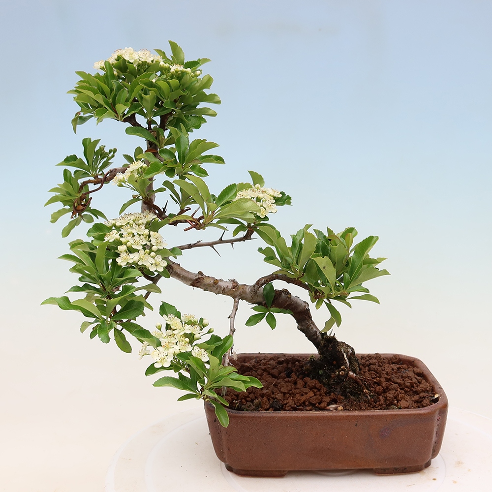 Outdoor Bonsai - Pyracantha teton - Scarlet Firethorn