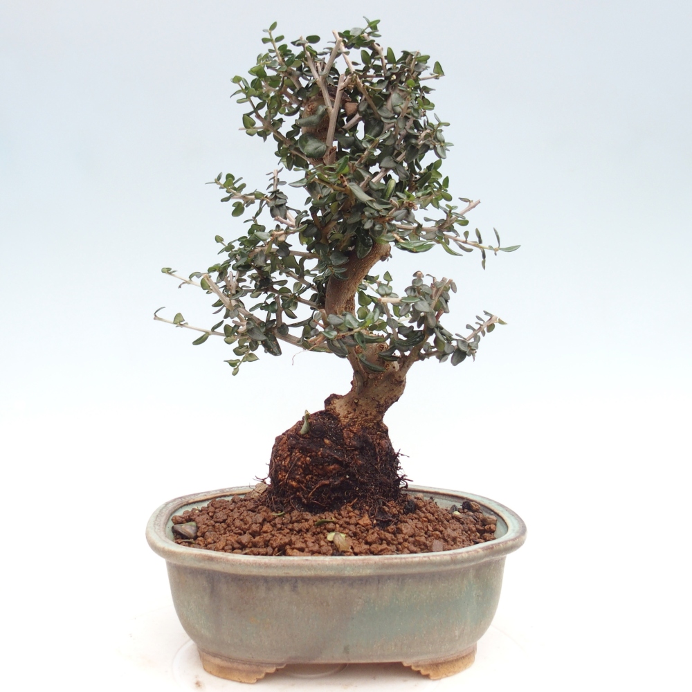 Indoor bonsai - Olea europaea sylvestris
