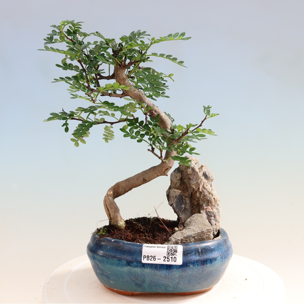 Room bonsai - Zantoxylum piperitum - pepper tree