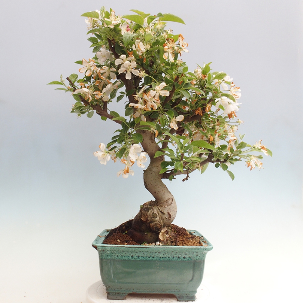 Outdoor bonsai - Malus halliana - Small-fruited apple tree