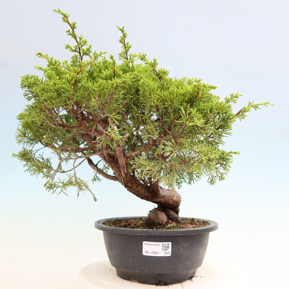 Outdoor Bonsai - Juniperus chinensis Itoigawa - Chinese Juniper