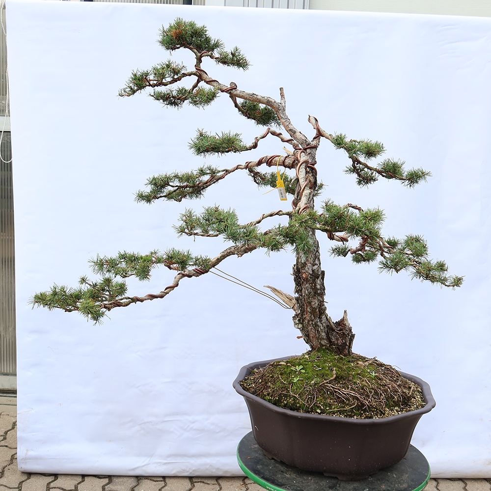 Pinus sylvestris Spain - Scots pine