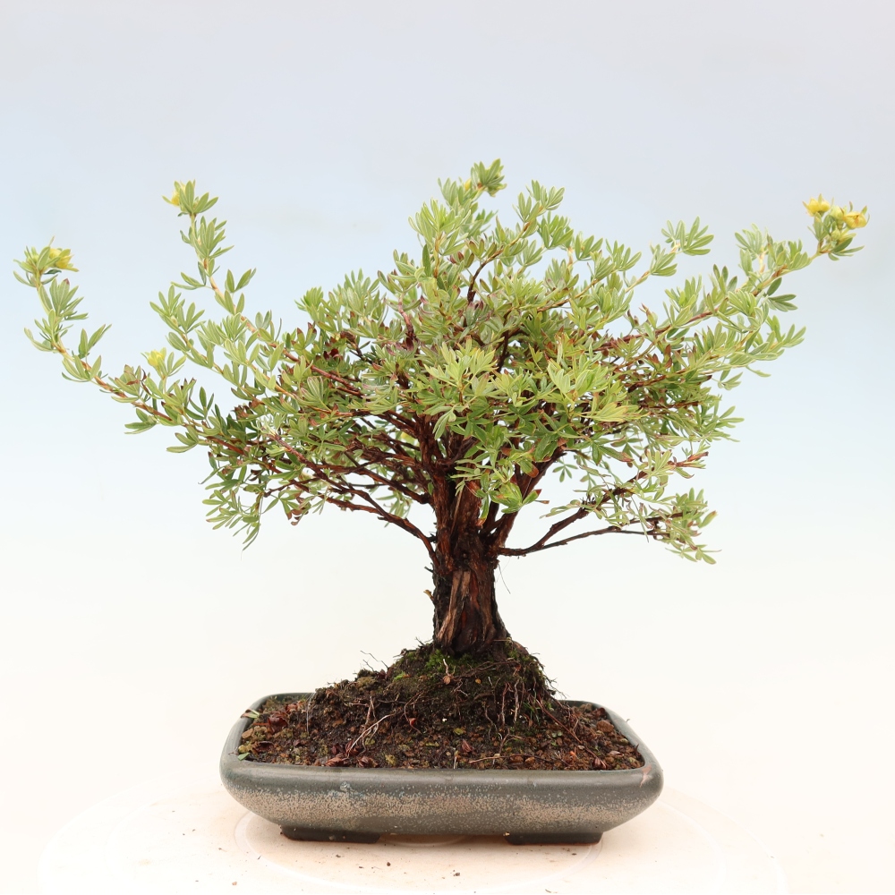 Outdoor bonsai - Potentila fruticosa