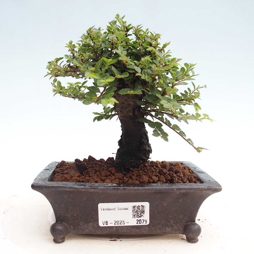 Outdoor bonsai - Ulmus parvifolia Hokkaido - Chinese elm