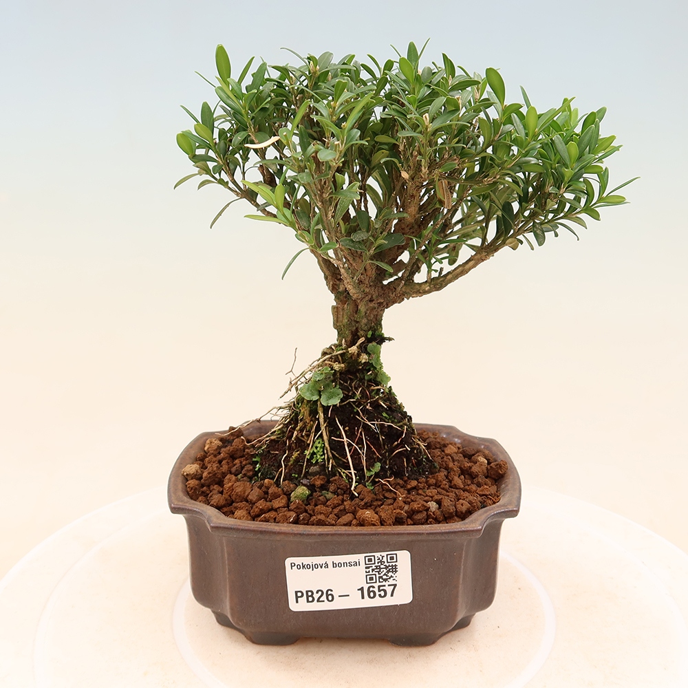 Room bonsai - Buxus harlandii - cork buxus