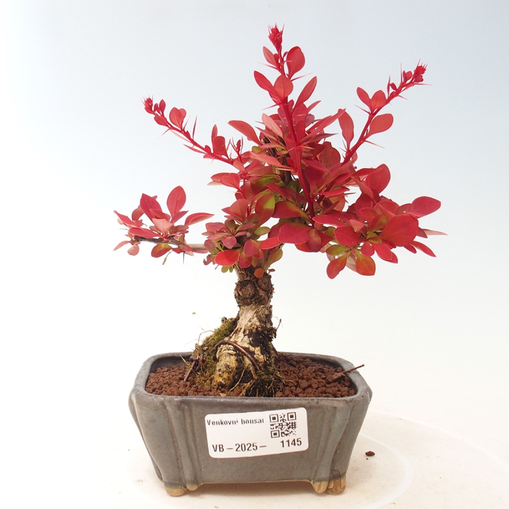 Outdoor bonsai - Berberis thunbergii Kobold - Dřištál Thunberg's