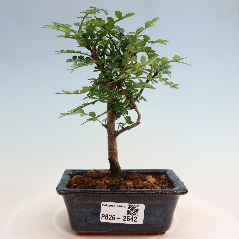 Room bonsai - Zantoxylum piperitum - pepper tree
