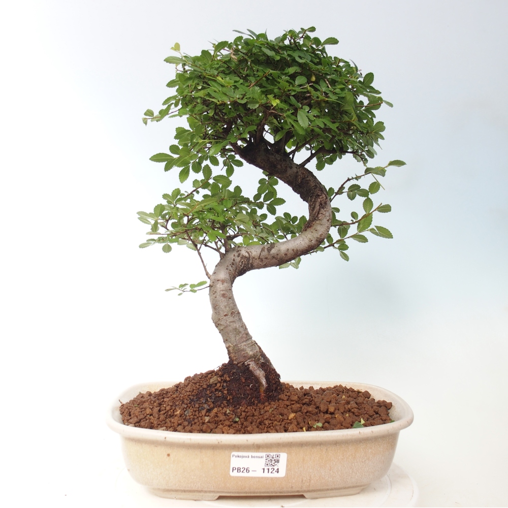 Room bonsai - Ulmus parvifolia - Small-leaved elm