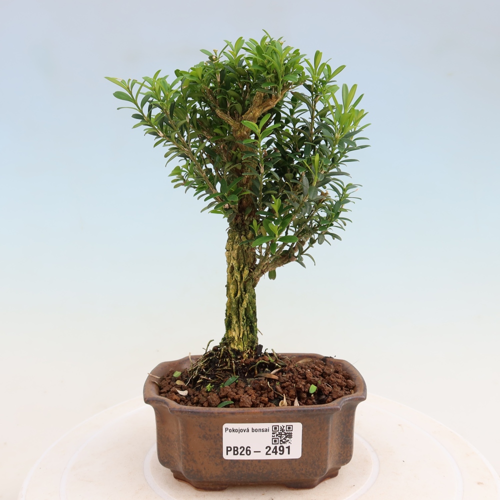 Room bonsai - Buxus harlandii - cork buxus