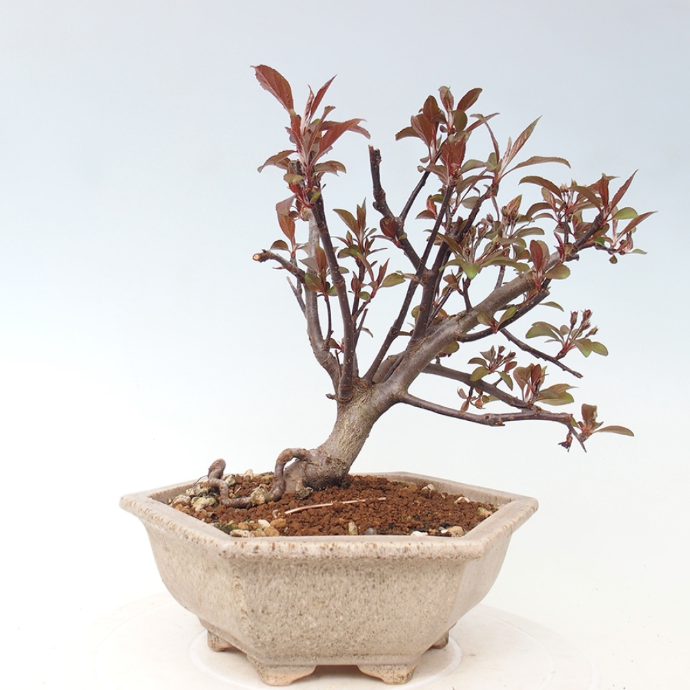 Outdoor bonsai -Malus domestica - Small-fruited red-leaved apple tree