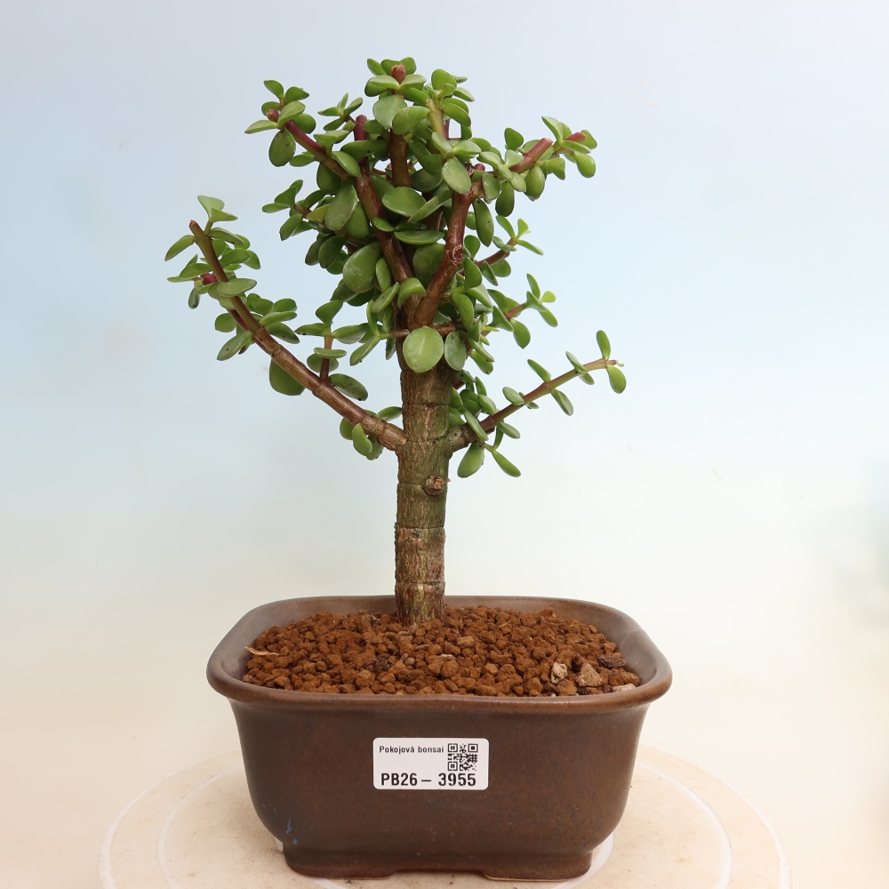 Room bonsai - Portulakaria Afra - Tlustice