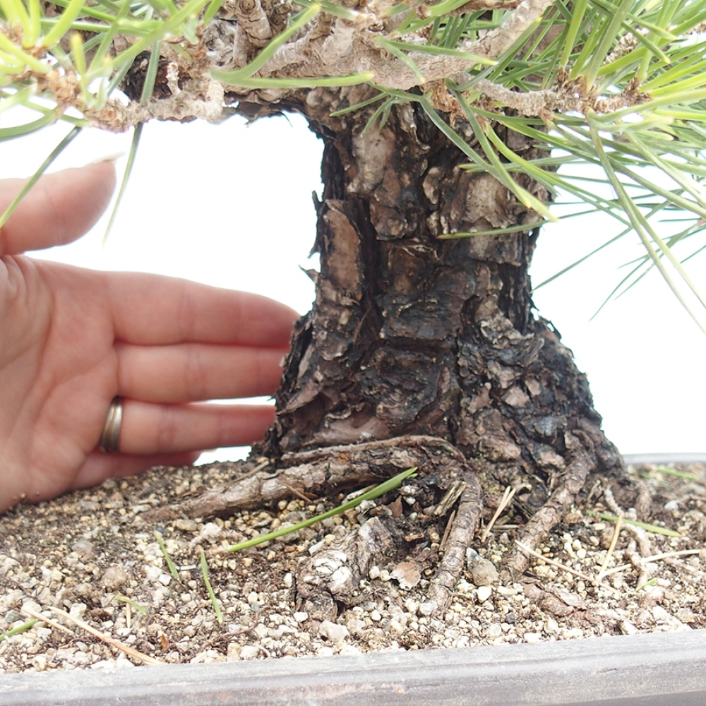 Outdoor bonsai - Pinus thunbergii - Thunberg pine