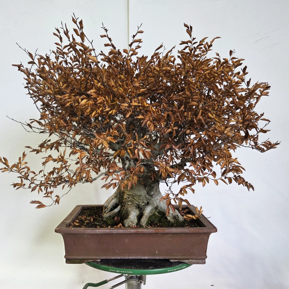 Outdoor bonsai -Fagus crenata