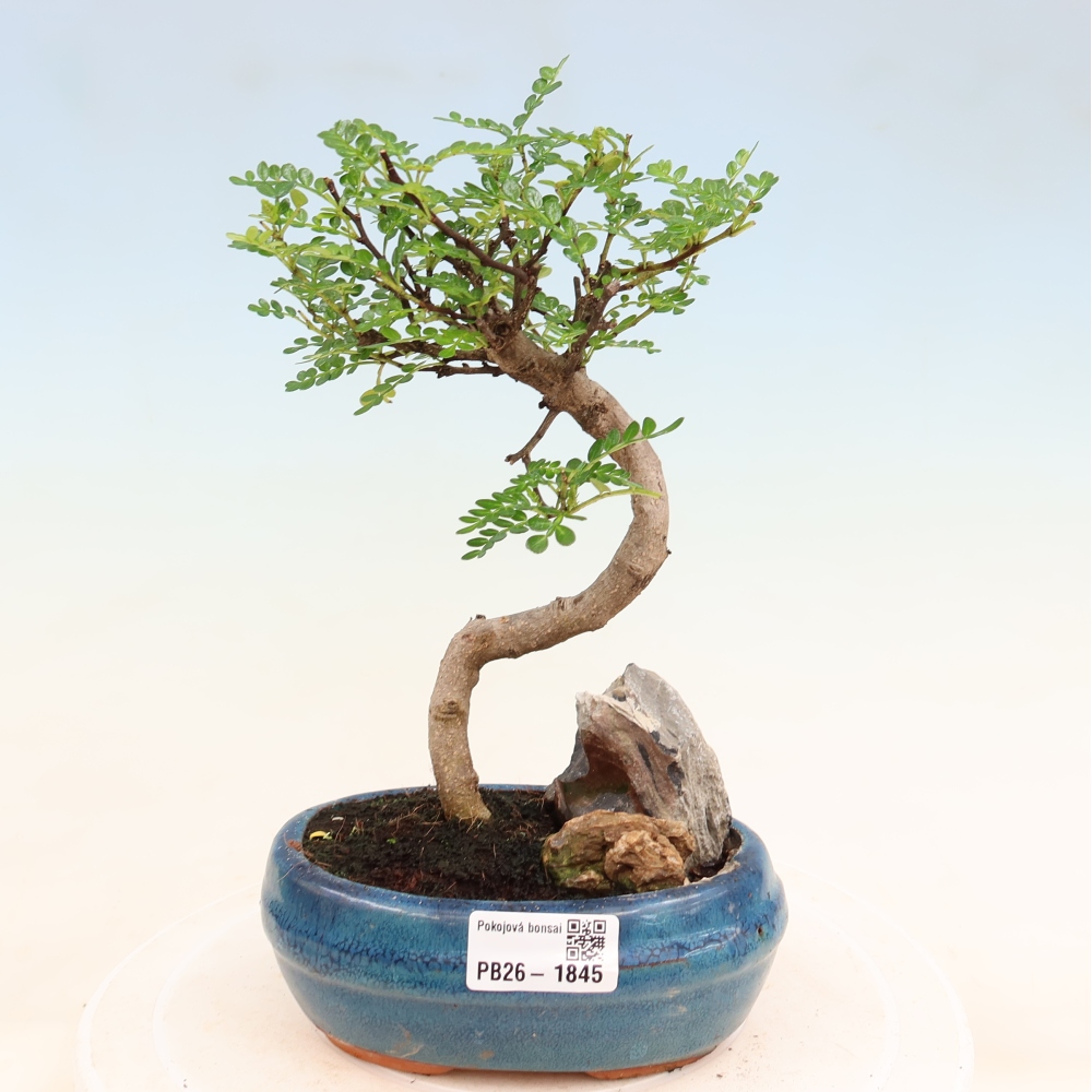 Room bonsai - Zantoxylum piperitum - pepper tree