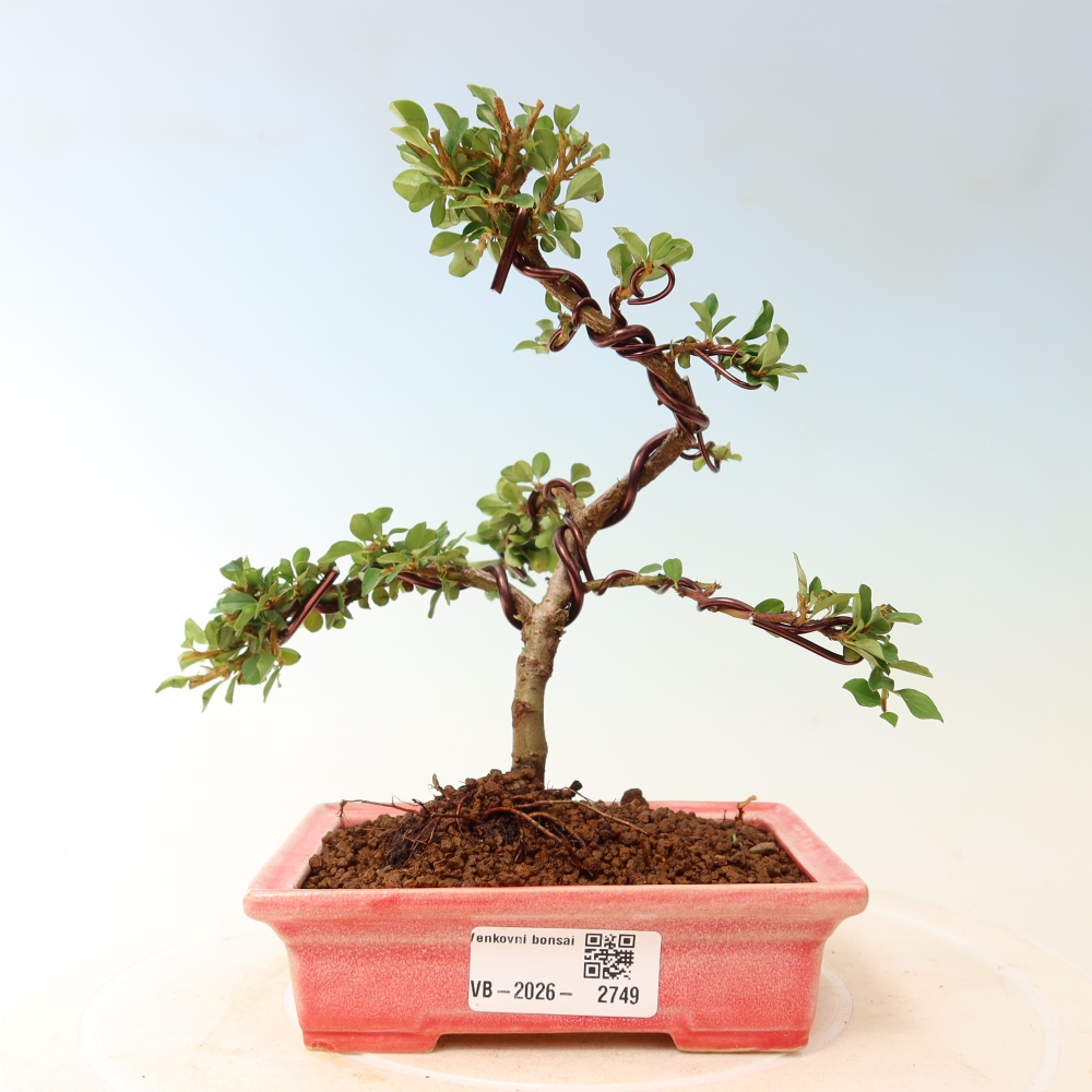 Outdoor bonsai - Cotoneaster horizontalis - Rocky Mountain