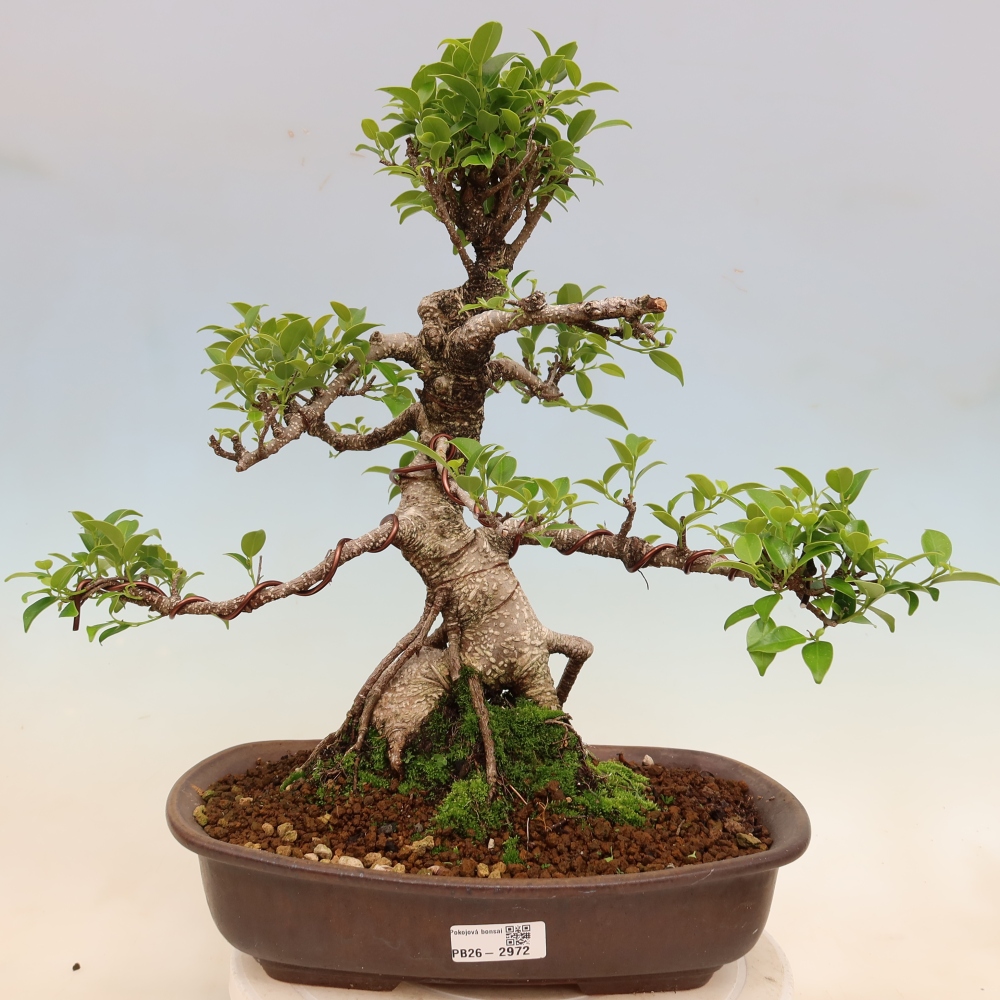 Room bonsai - Ficus kimmen - small-leaved ficus