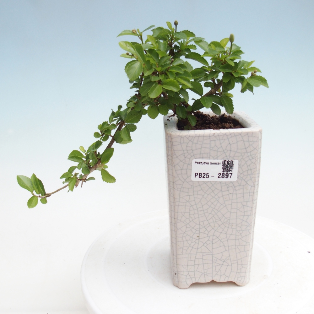Indoor bonsai - Grewia occidentalis - Lavender star