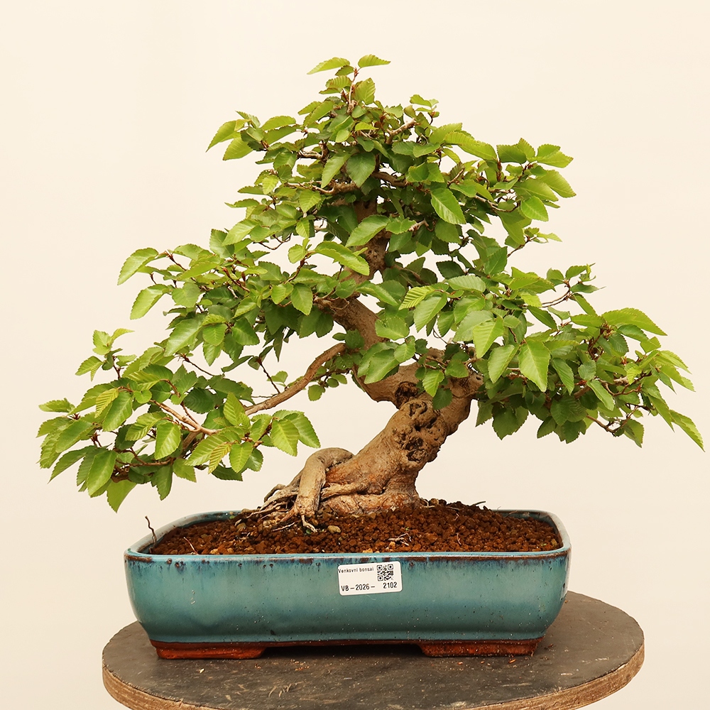 Outdoor bonsai - Carpinus Coreana - Korean hornbeam