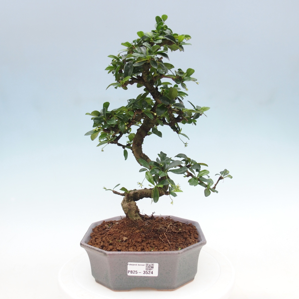 Room bonsai - Carmona macrophylla - Tea fuki