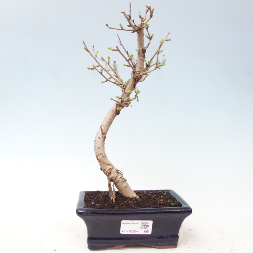Outdoor bonsai -Pseudolarix amabis-Pseudolarix amabis