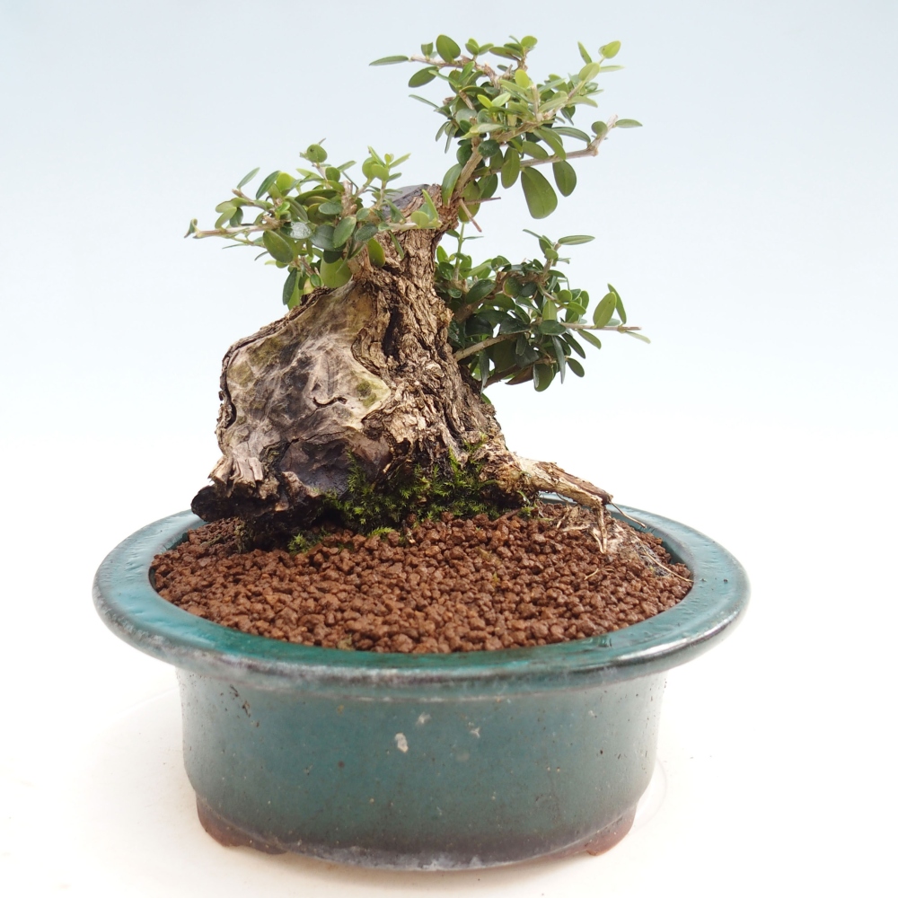Indoor bonsai - Olea europaea sylvestris - European small-leaved olive oil