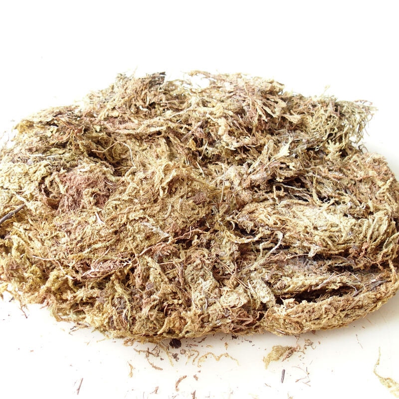 Bryophyta - moss 5 kg