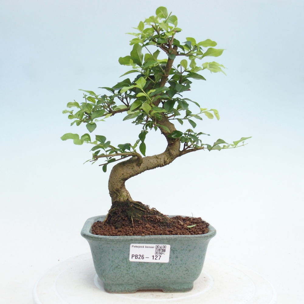 Room bonsai -Ligustrum chinensis - Birds Beak