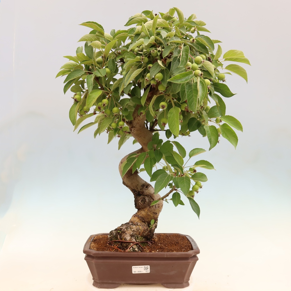 Outdoor bonsai -Malus halliana - Small-fruited apple tree