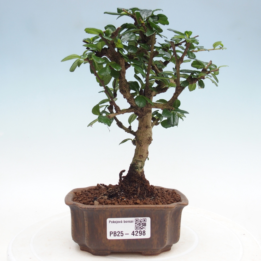 Room bonsai - Carmona macrophylla - Tea fuki