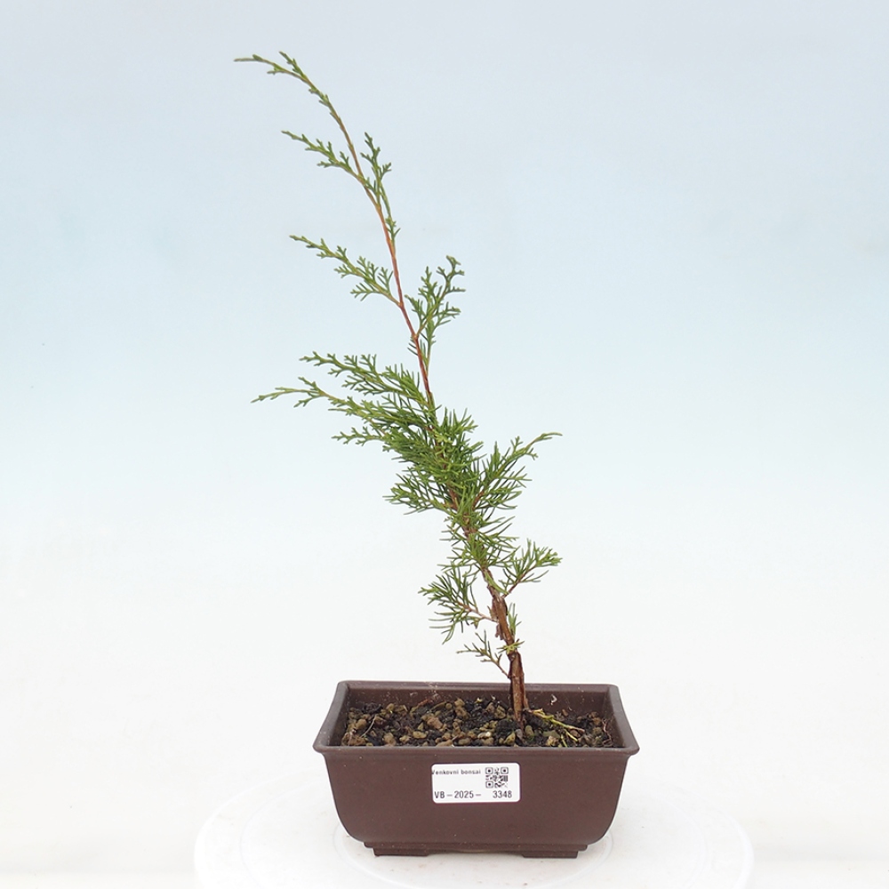 Outdoor bonsai - Juniperus chinensis Itoigawa - Chinese juniper