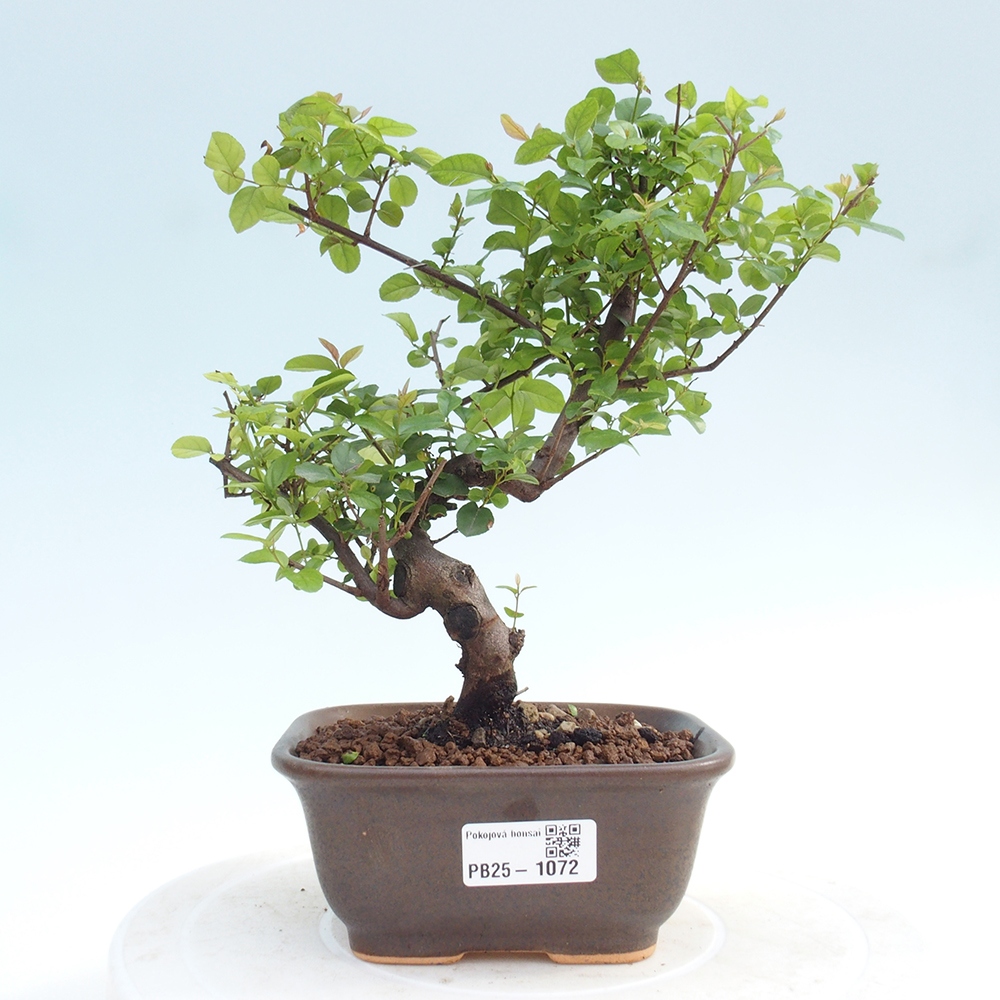 Indoor bonsai - Sagerécie thea - Sagerécie thea