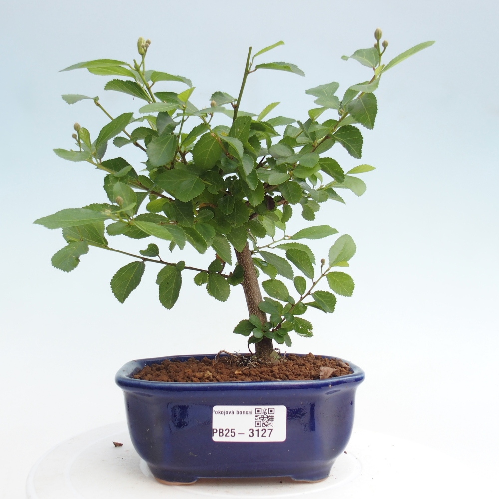 Indoor bonsai - Grewia occidentalis - Lavender star