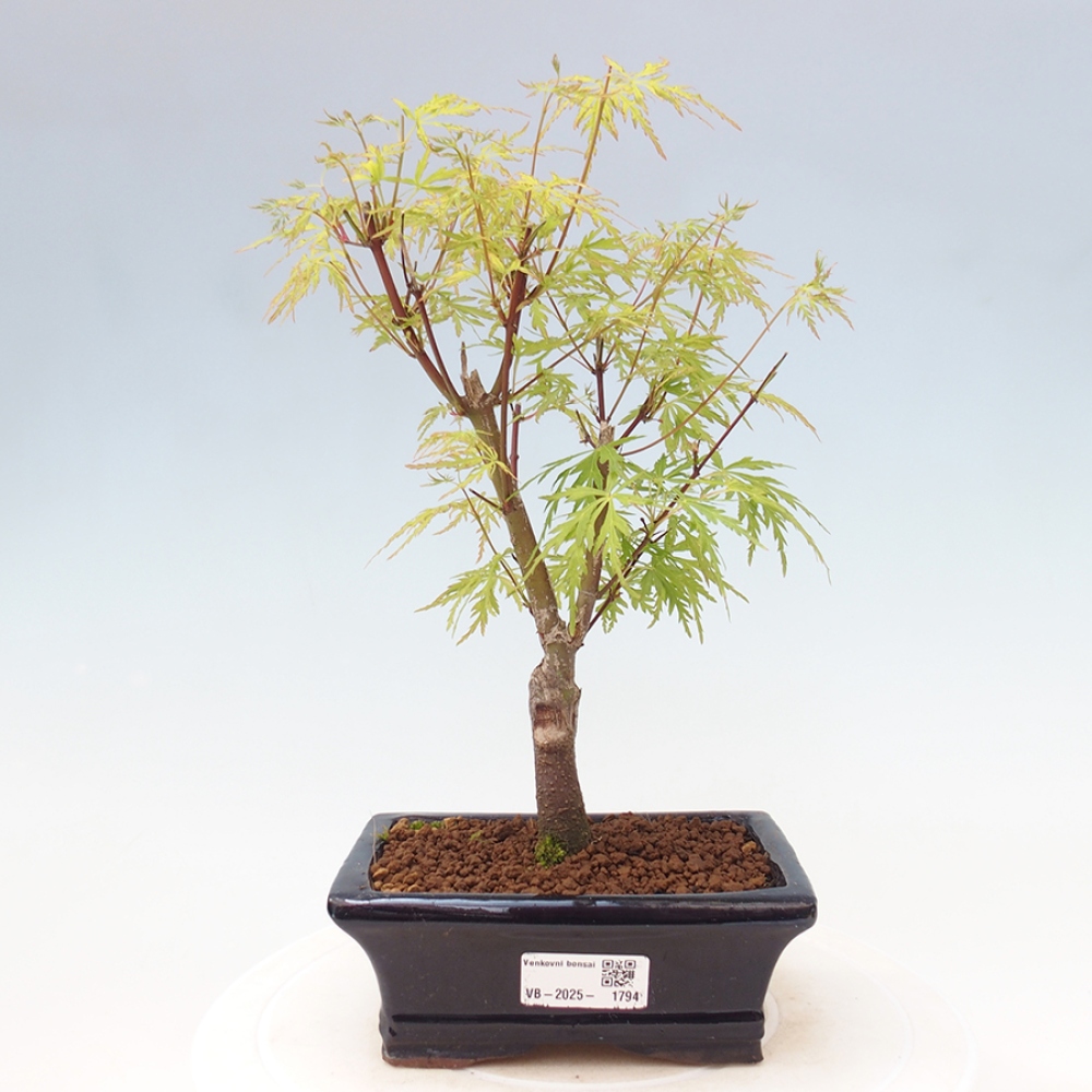 Outdoor bonsai - Acer palmatum Dissectum - Japanese Maple 