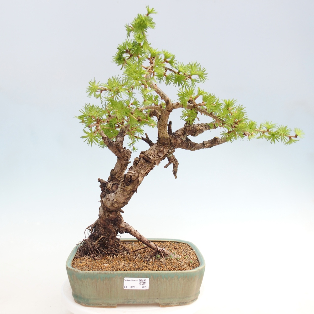 Outdoor bonsai -Larix decidua - Larch - Pallet transport only