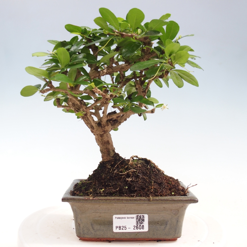 Indoor bonsai - Carmona macrophylla - Fuki tea